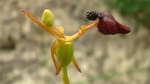 Las 8 Plantas Más Extrañas Del Mundo