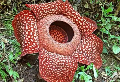 linduras