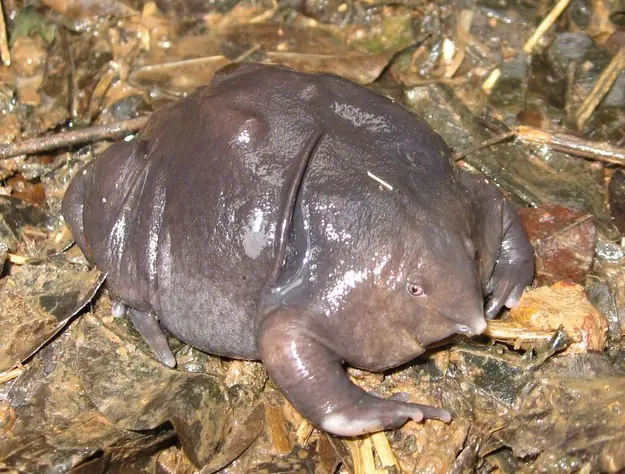 8 Animales a los que no debes molestar