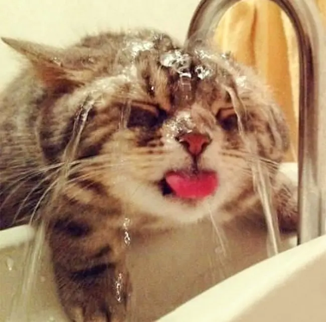20 Gatos que olvidaron cómo ser gatos! (Craptime)