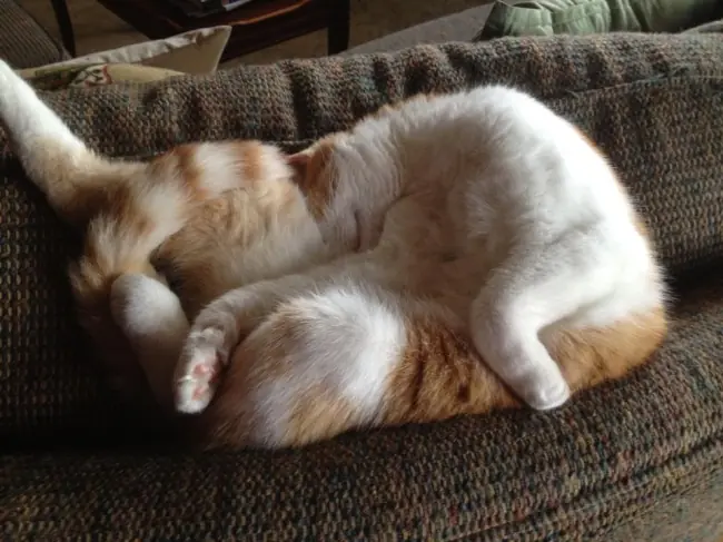 20 Gatos que olvidaron cómo ser gatos! (Craptime)