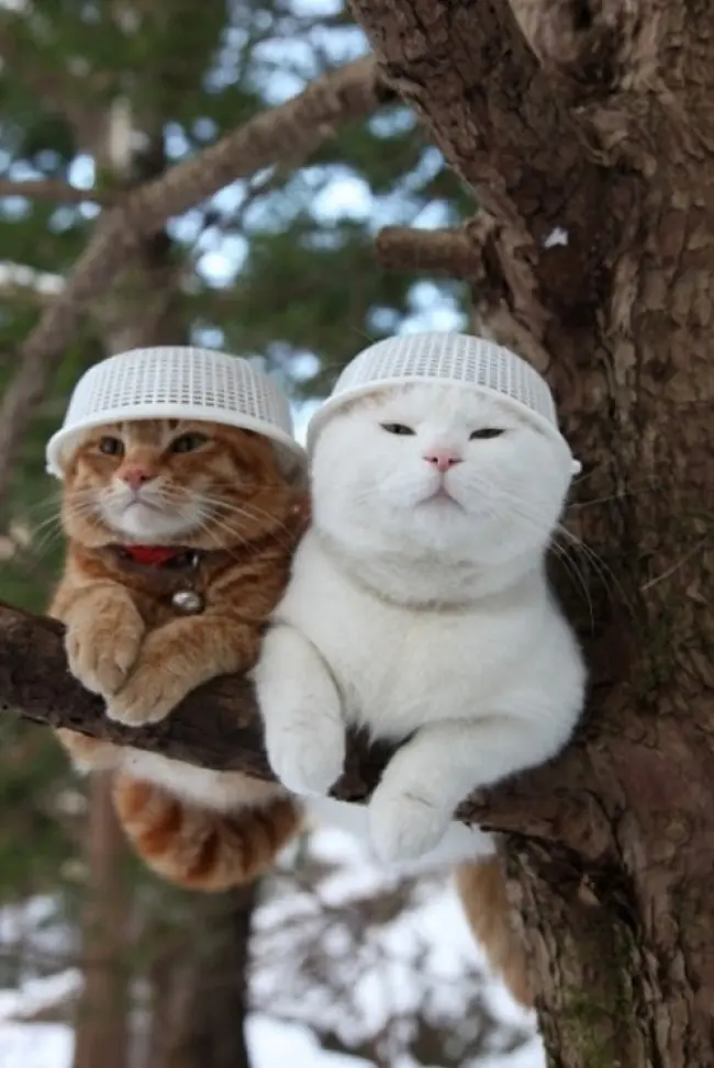 gatos