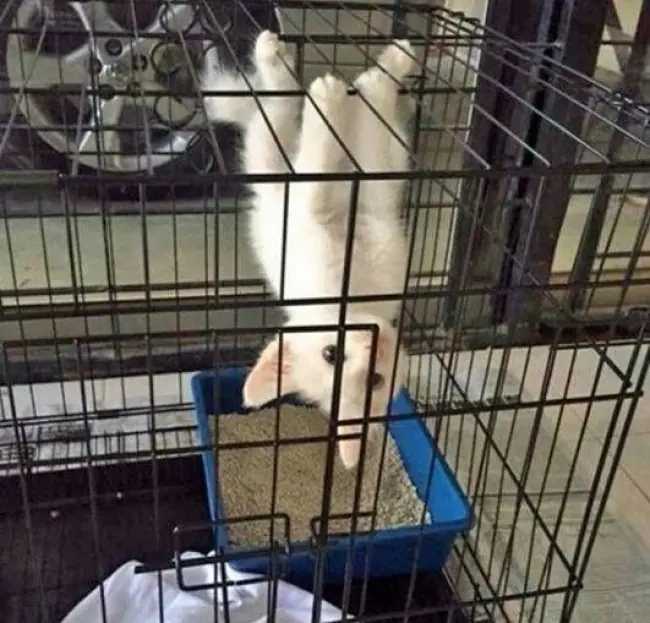 gatos graciosos