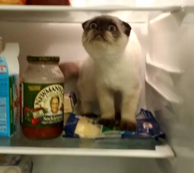 gatos