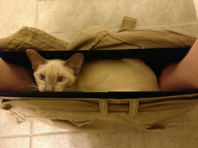 gatos graciosos