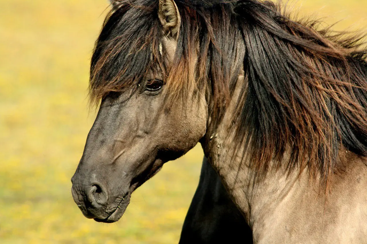 animales