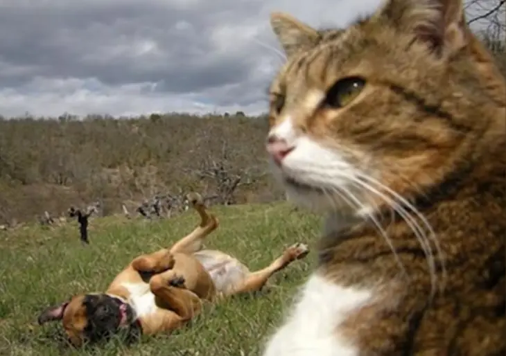 Animales se colaron en la foto y fueron los protagonistas