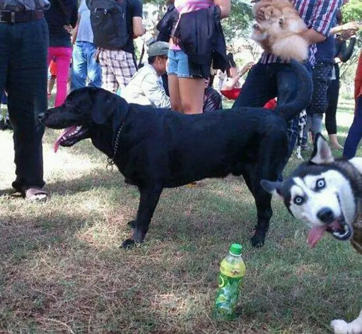 Animales se colaron en la foto y fueron los protagonistas