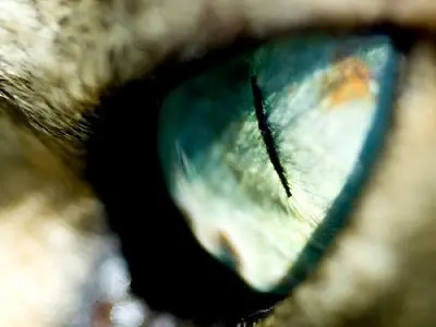 vision vision