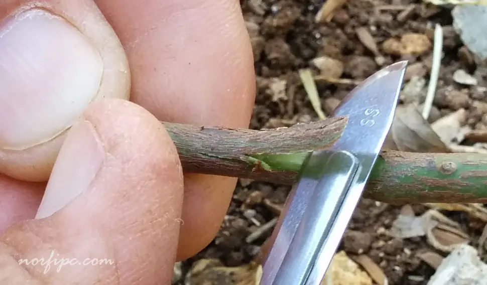 Como injertar una planta de rosa, tutorial con fotos