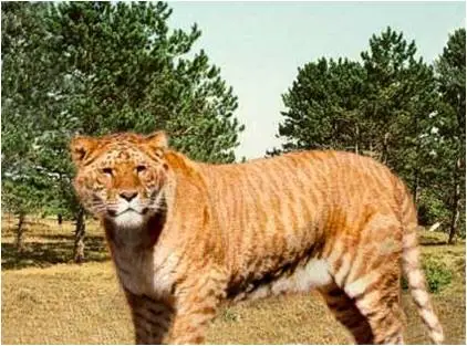 Que pasa si un León se Cuza con un Tigre?