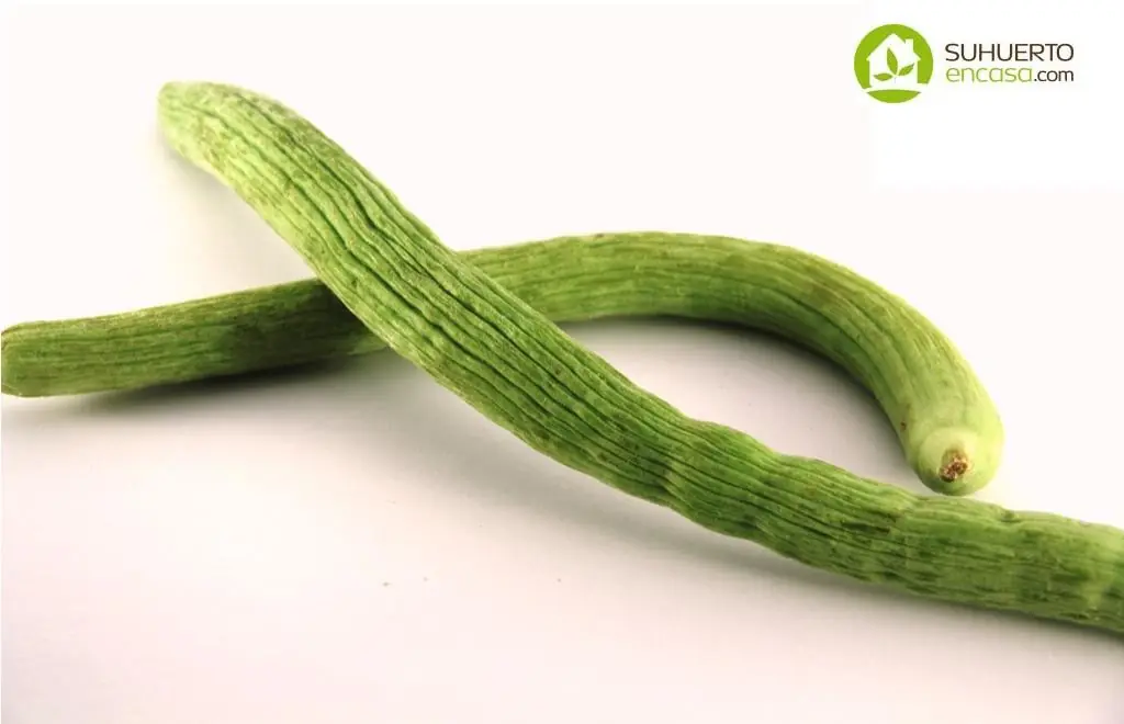 pepinos
