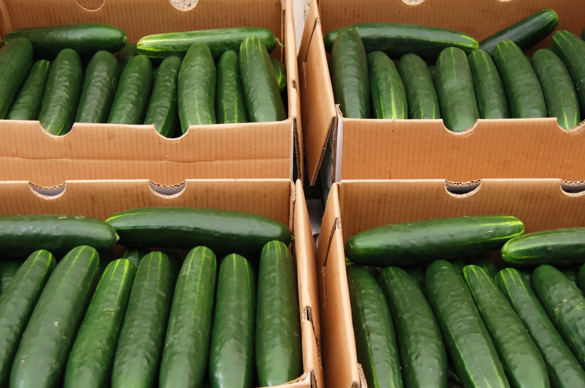 Fotos de Pepinos. Elegí tu pepino