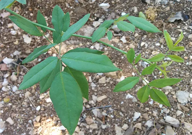 Como injertar una planta de rosa, tutorial con fotos