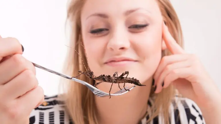 insectos insectos