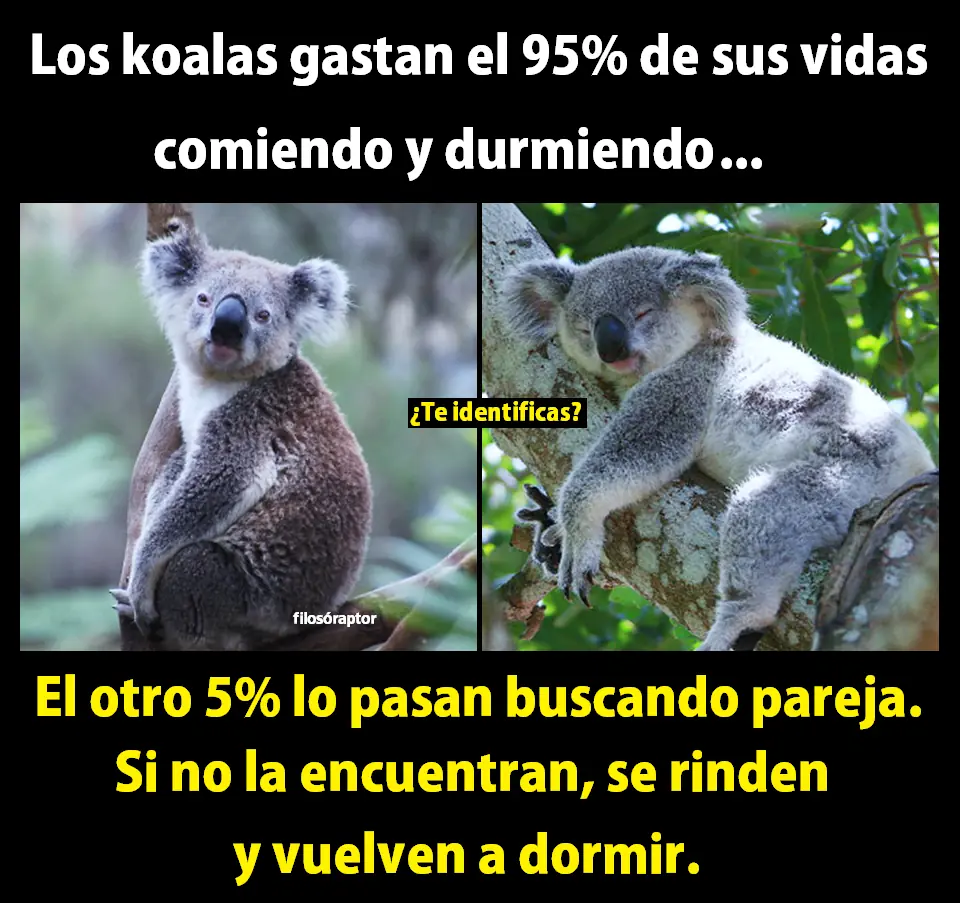 memes
