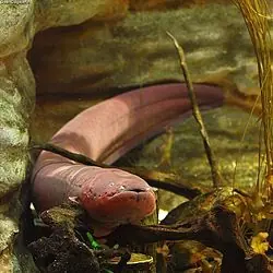 anguila