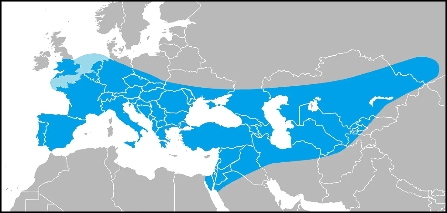 neanderthal