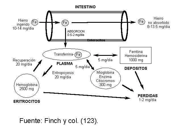 Bioquimica