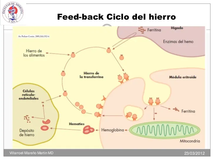 Metabolismo