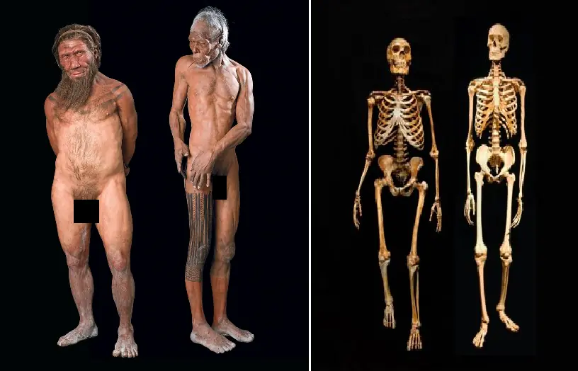 evolucion del hombre