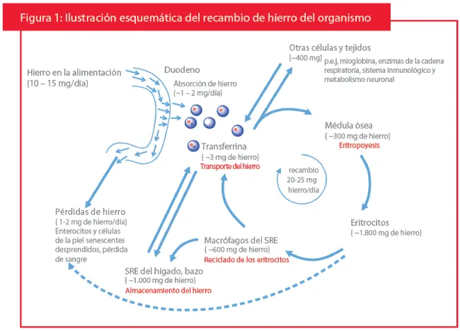 Homeostasis