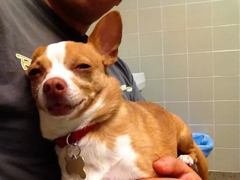 Peanut