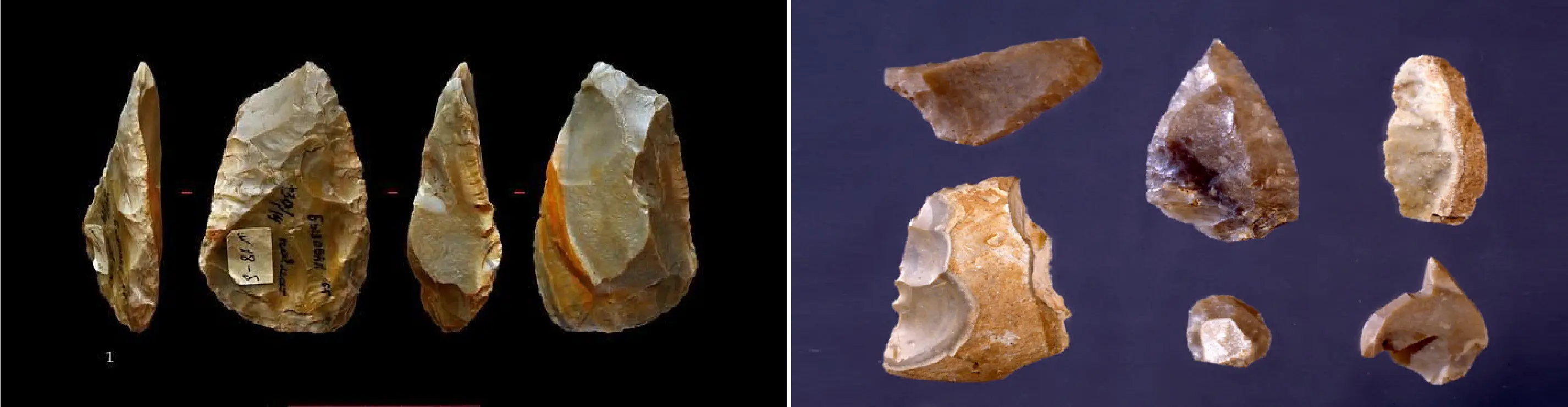 homo sapiens