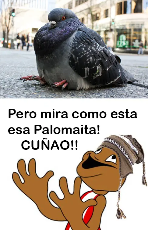 curiosidades