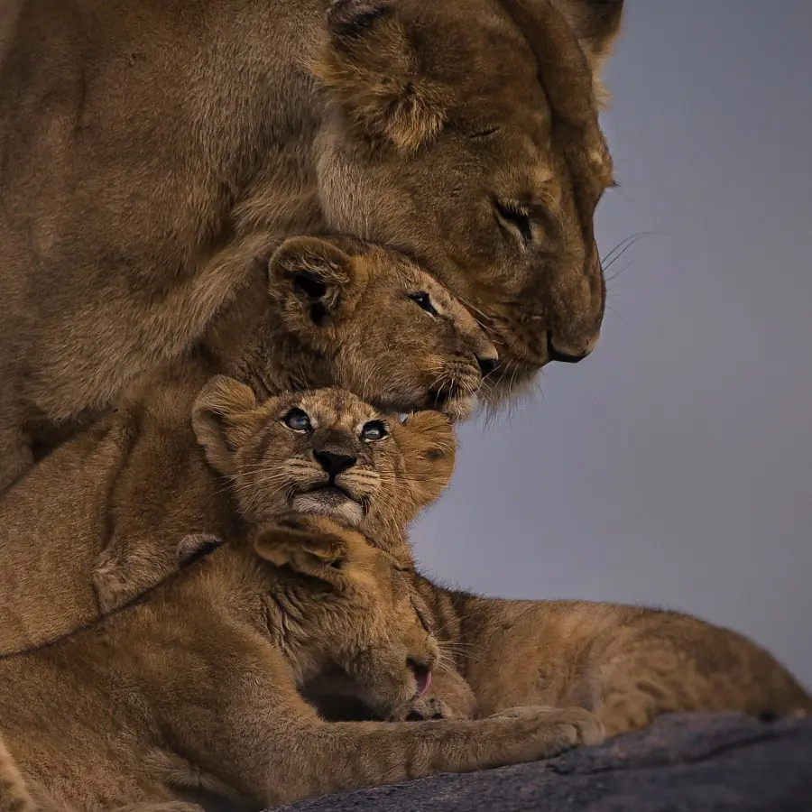 500px