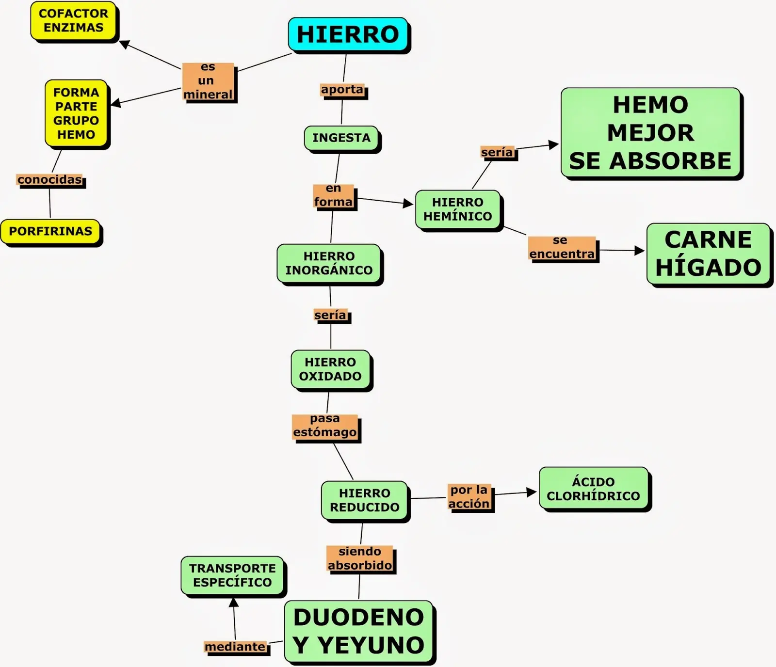 Metabolismo del Hierro
