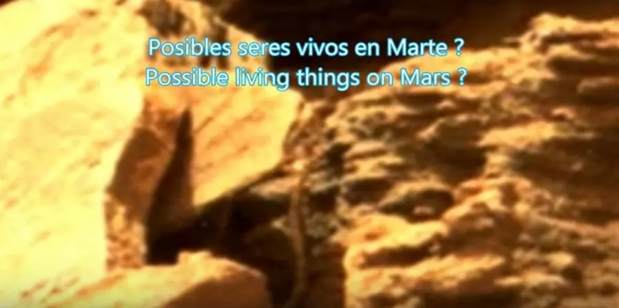 Planeta Marte descubiertos Animales extraterrestres