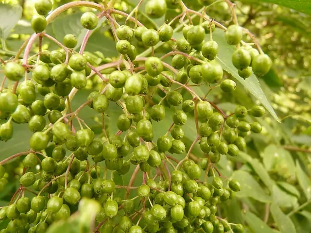 peligrosos peligrosos