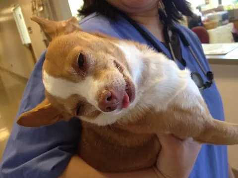 chihuaha