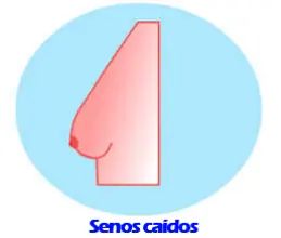 senos