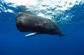 caca
