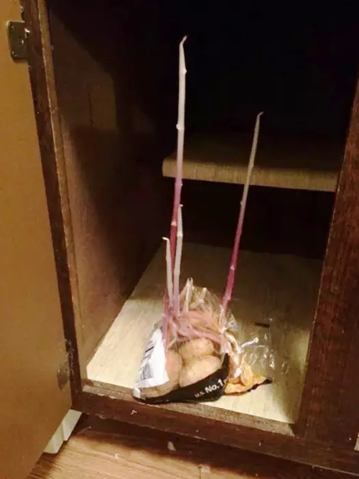 Cosas vergonzosas que todos hacemos pero que jamás admitimos