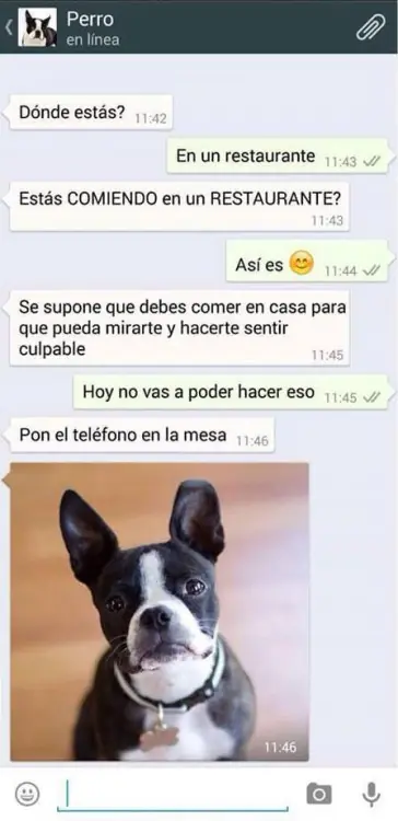 perro