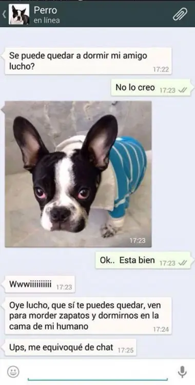 perro
