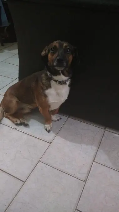 Salchi Pensamientos Dachshund Libro 5 sección Argentina X