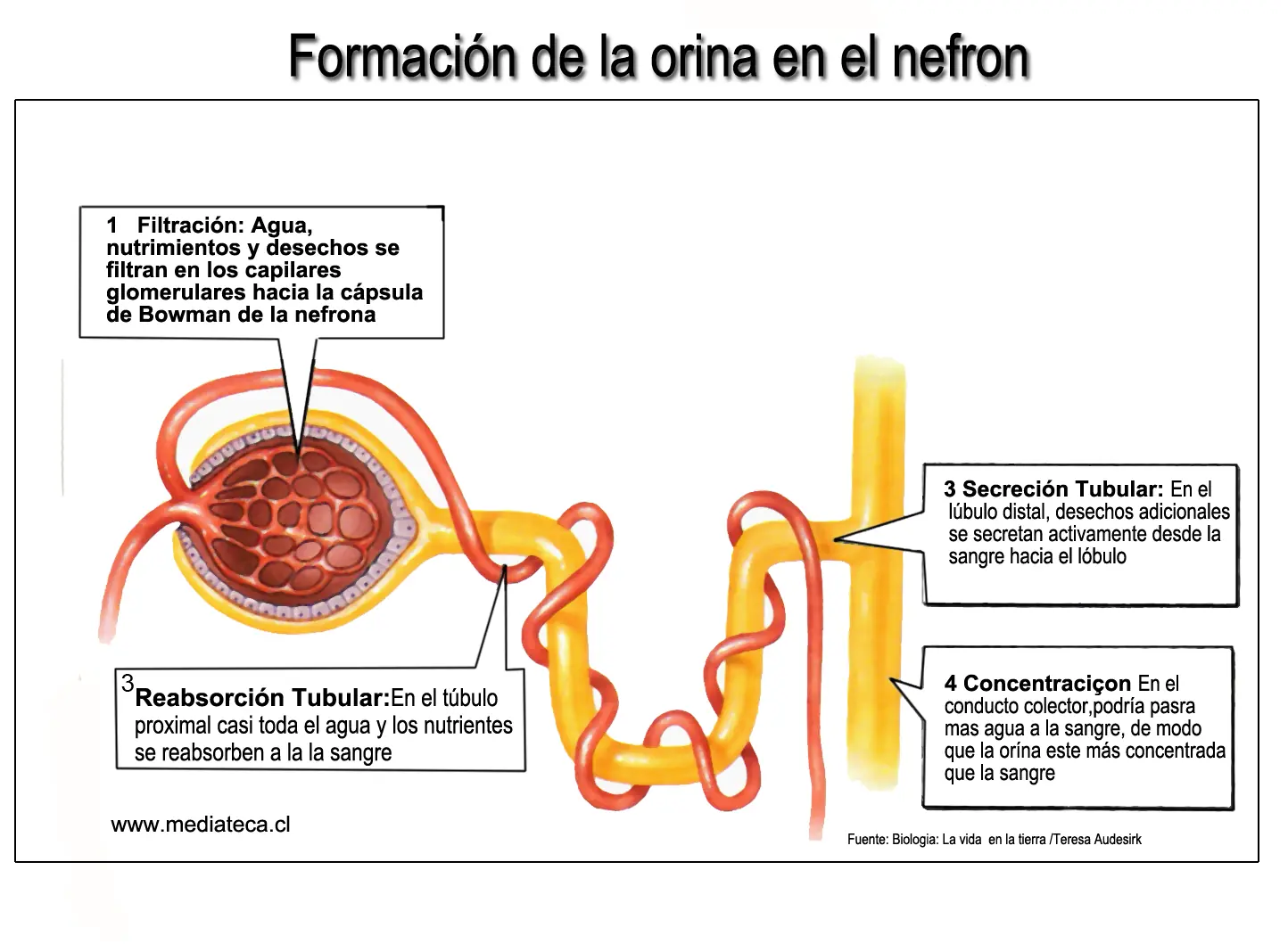 Tipos de análisis de orina