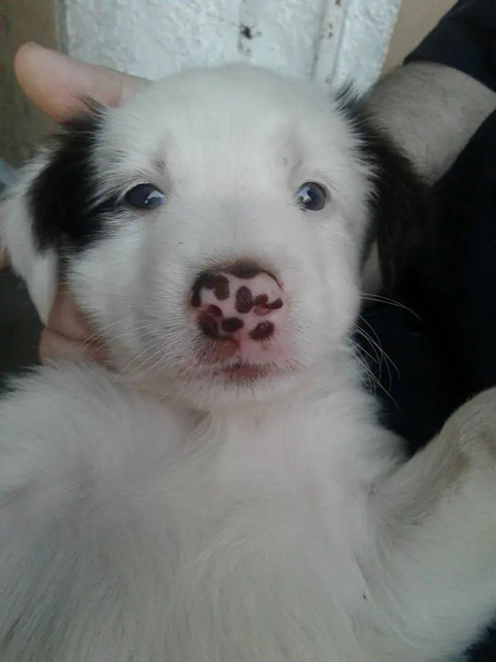 perro perro