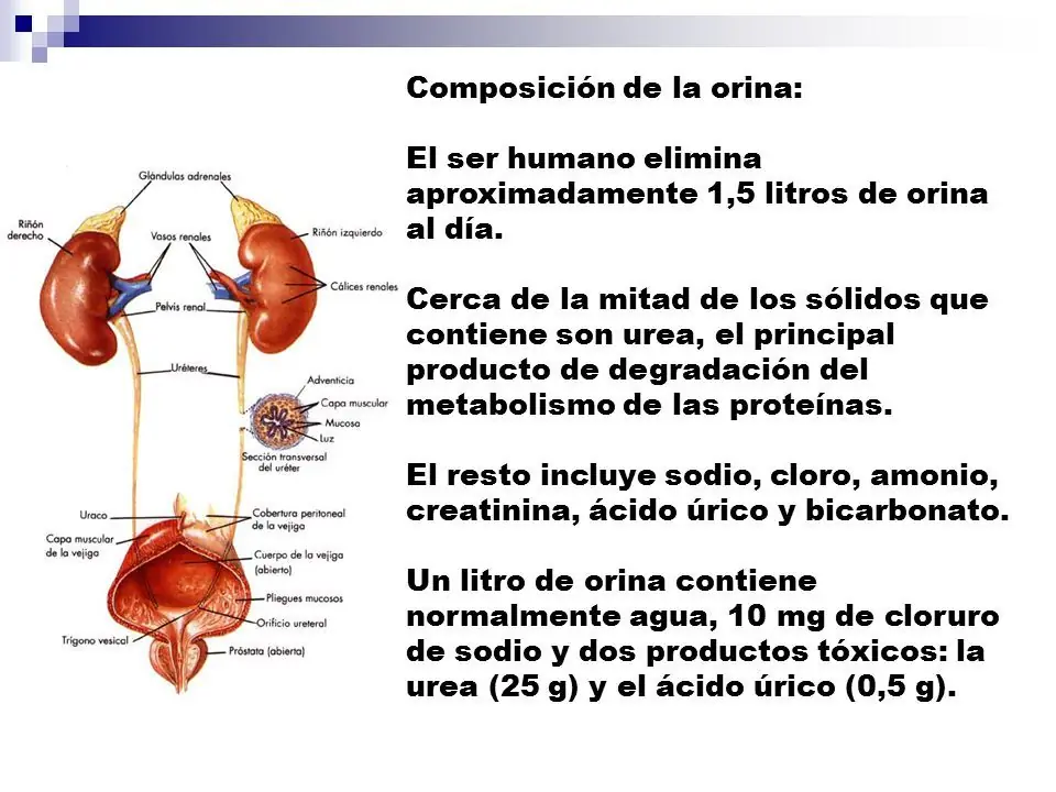 Orina