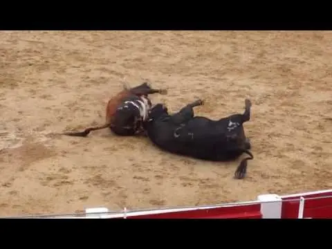 2 Toros