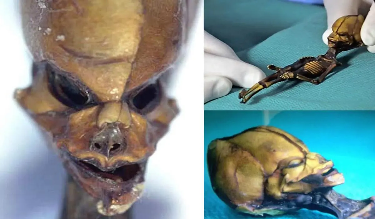 [Nos Mienten] Misterio sobre Ata, alien encontrado en Chile