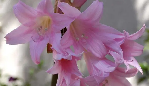 Flores letales