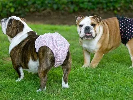 cachorras