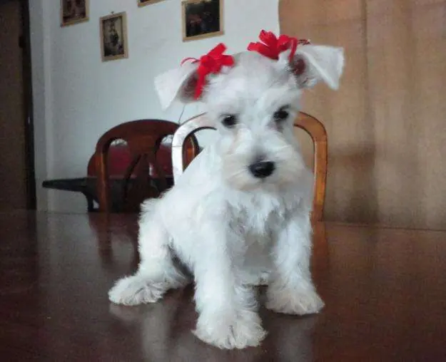 Hermosas Cachorras