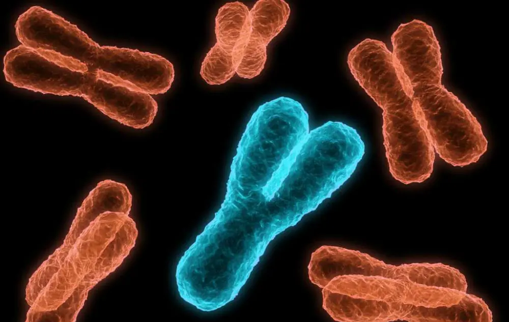 geneticamente geneticamente