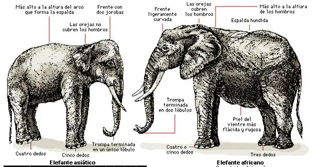 Diferencias Sobre Elefante De Africa y Uno De Asia